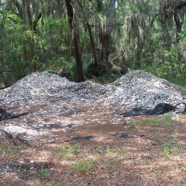 shell piles in the forest