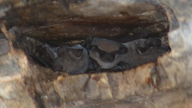 Three bats in a rock crevice.