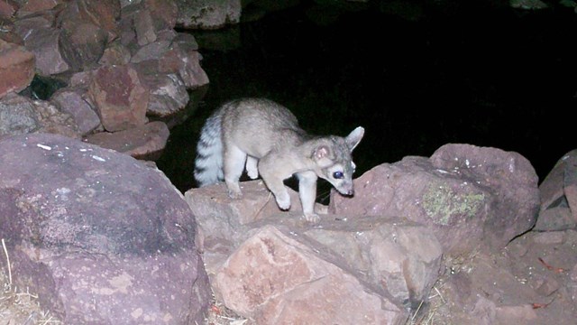 Ringtail in front of a watering hole.