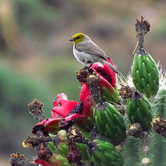 Verdin sits on a saguaro fruit surrounded by pink cactus flowers
