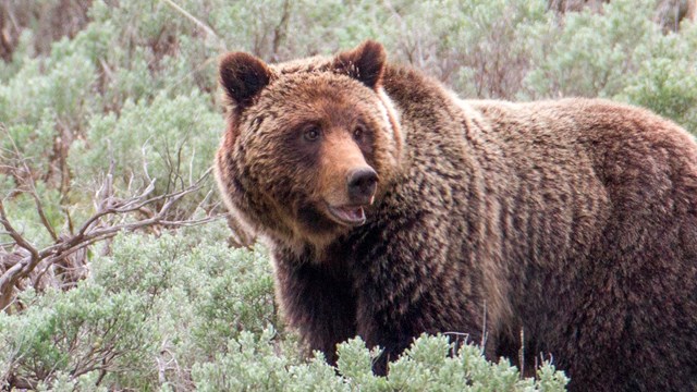 A grizzly bear standing in the middle of green shrubbery