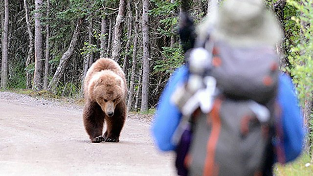 A bear peeking above tall grass