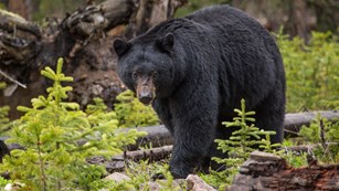 a black bear in the forest