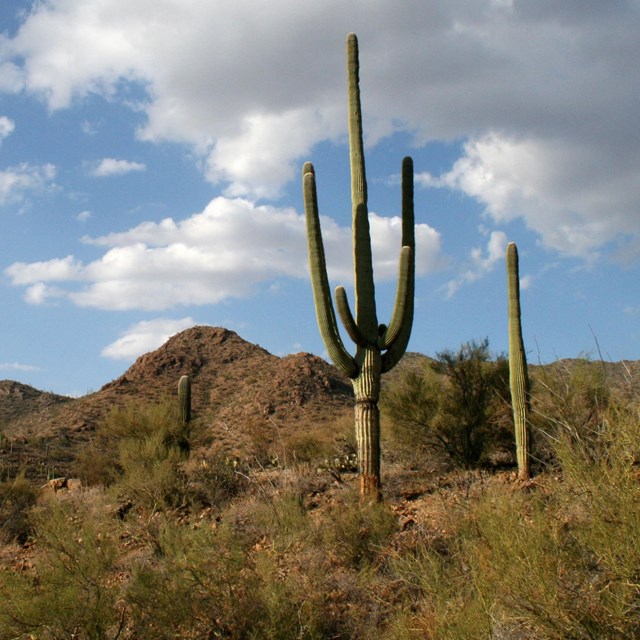 a large multi pronged saguaro cacti in the foreground. Other cacti and small hills in the background