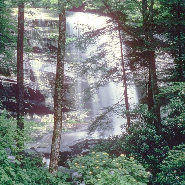 Waterfall in a green, tree-filled forest.