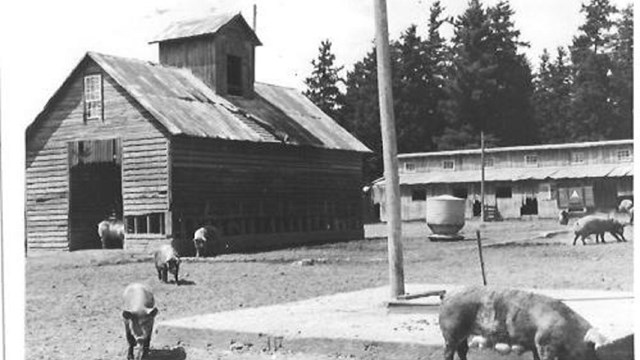 pigs outside of a barn