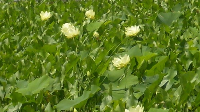 blooming lilies in lily lake