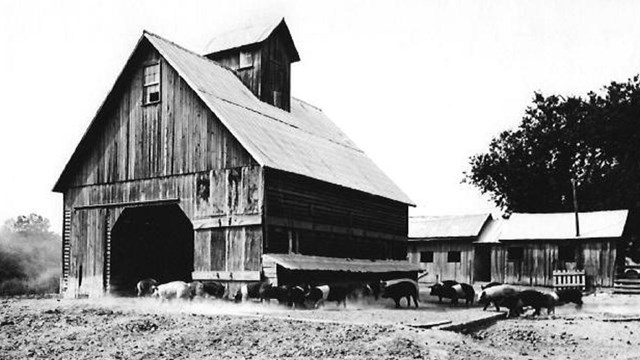 pigs outside a barn in west amana