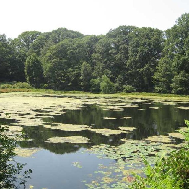 Pond with lily pads and trees in background. 