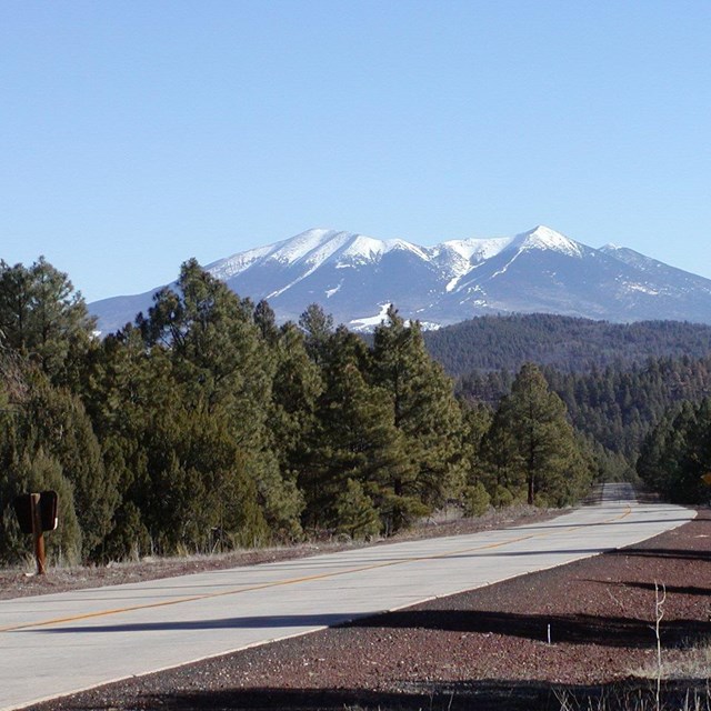 A road leads through a shrub forest to a distant mountain with snow.