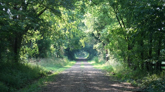 A road leads away, lined with trees, creating a tree-tunnel.