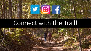 People walk down a tree tunnel path with social media icons placed on the image.