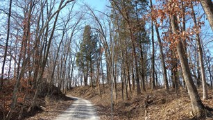 A dirt road leads through a deciduous forest with leafless trees.