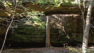 A large tall tree grows up and straight behind the natural rock bridge.