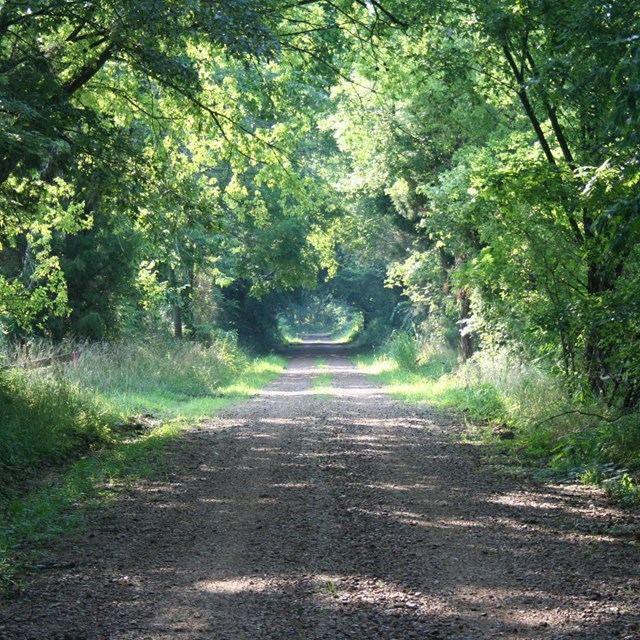 A road leads away, lined with trees, creating a tree-tunnel.