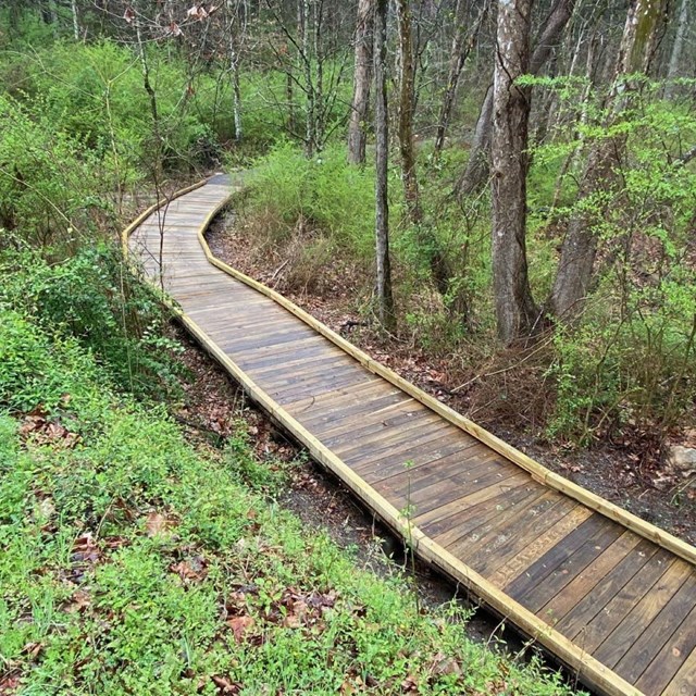 A wooden path leads through rich green understory in a forest.