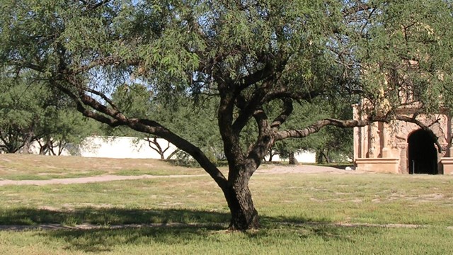 shapely mesquite tree in front of church