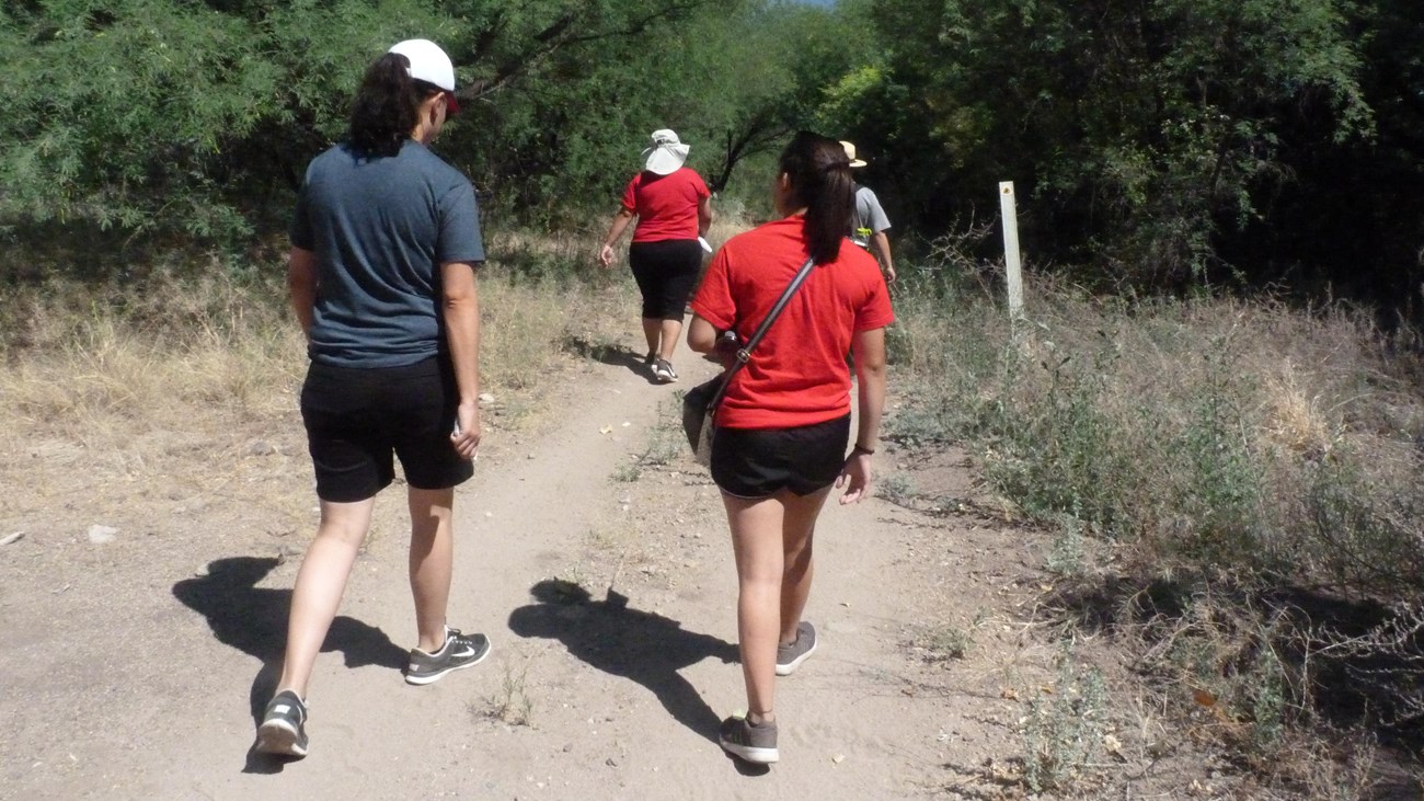 hikers on a trail lined with trees