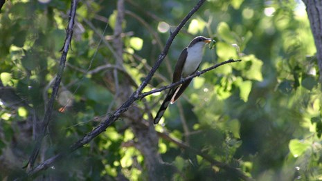 yellow-billed cuckoo sitting on a branch