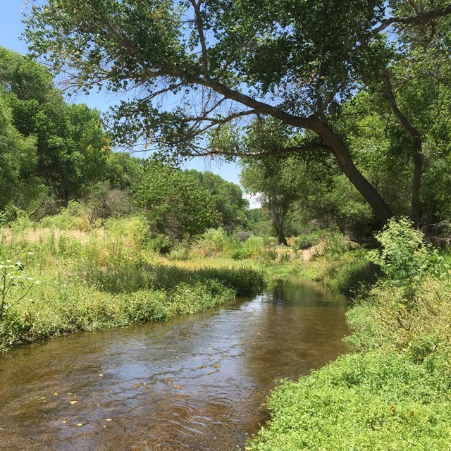 large cottonwood trees and vegetation alongside flowing river