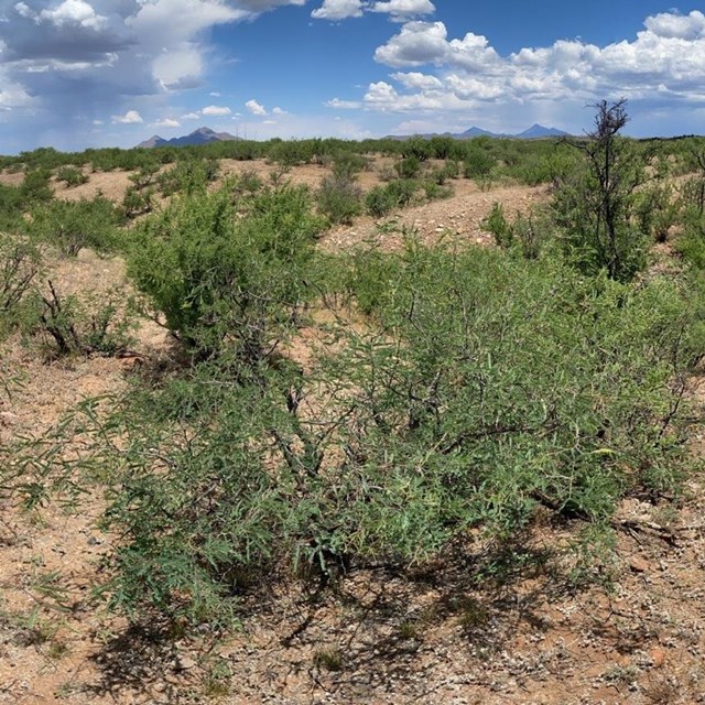 short shrubs of mesquite and creosote on open landscape
