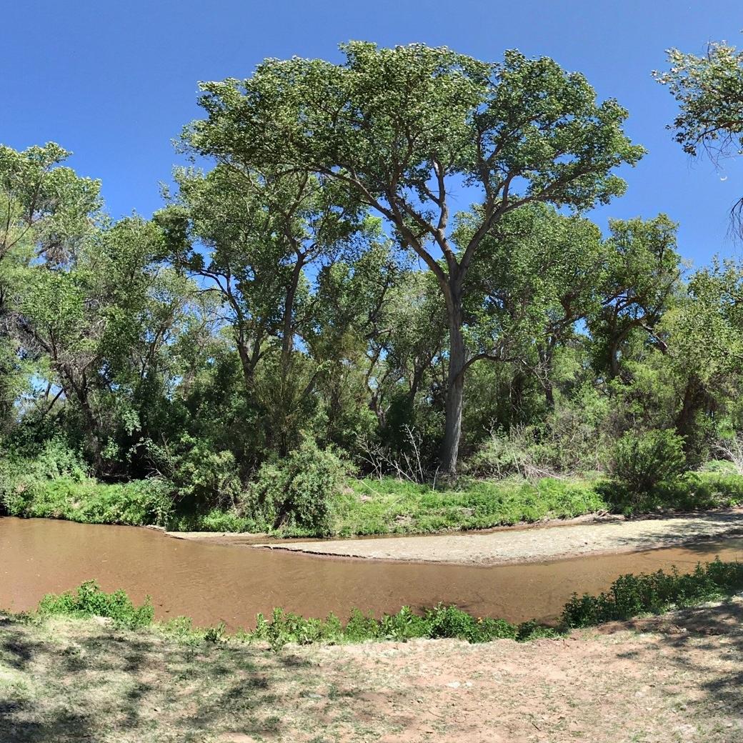 spherical panoramic photo of river with cottonwood trees