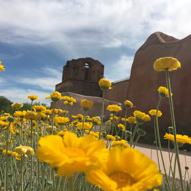 Photograph looking up at flowers with adobe church in the background.