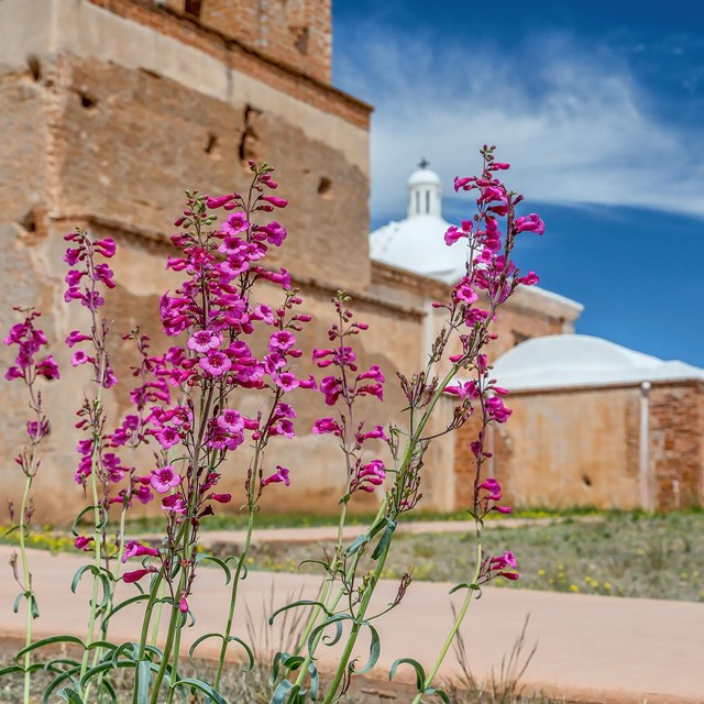 Photograph of flowers on ground in front of adobe church.