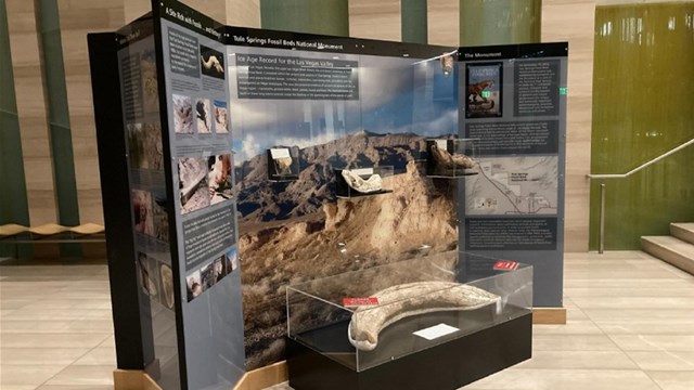 Exhibit kiosk with mammoth tusk in a building lobby