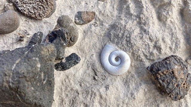 A white, spiral-shaped fossil snail shell within gray-tan sediment.