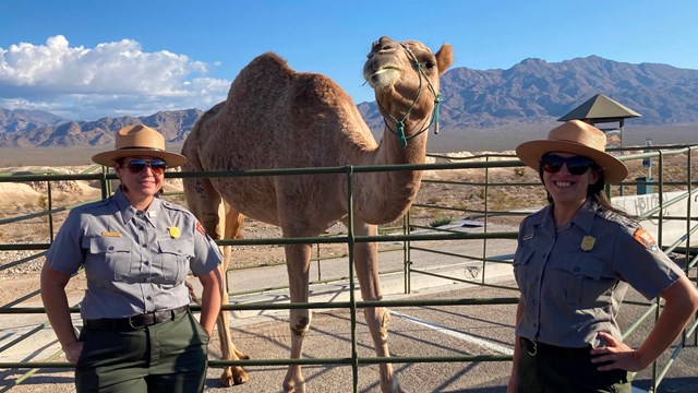 Two park rangers pose with a camel.