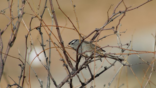a small brown bird with a black and white cap perched in a bush