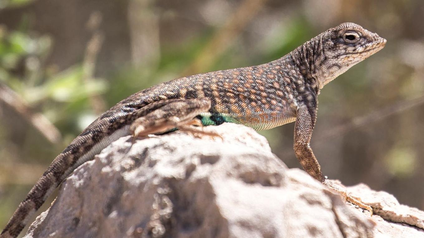 Galleries of nature seen while at Tuzigoot