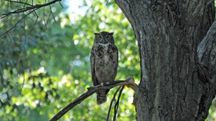a great horned owl sitting in a tree