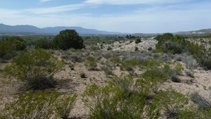 Wide view of a sandy landscape with scrub bushes and mountains in the background