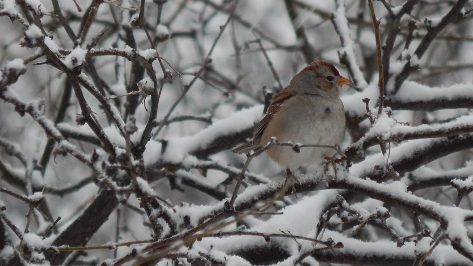 Small songbird on a snowy branch