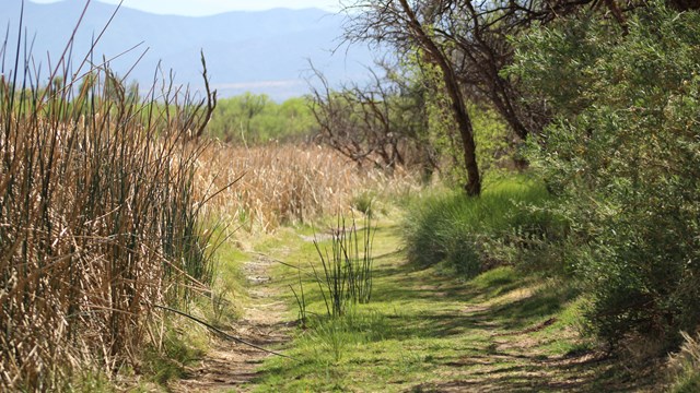 a grassy trail with brown reeds on the left and shrubby trees on the right