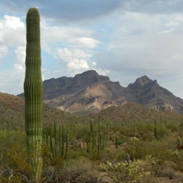 saguaro cactus with no arms standing in front of a desert with mountains in the background