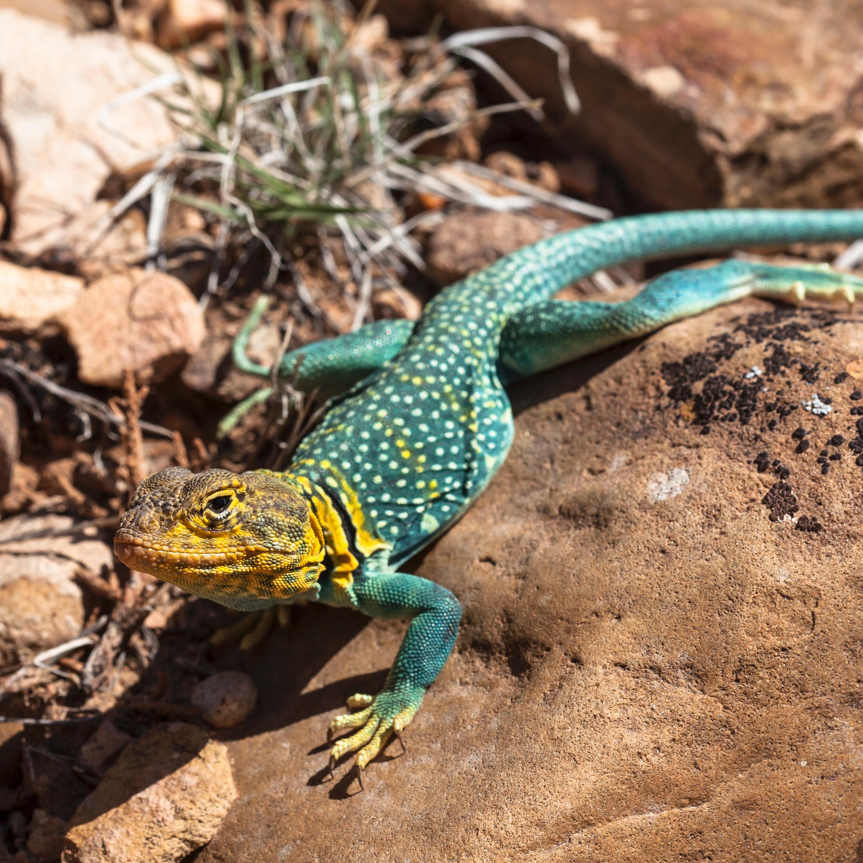 a brightly-colored collared lizard