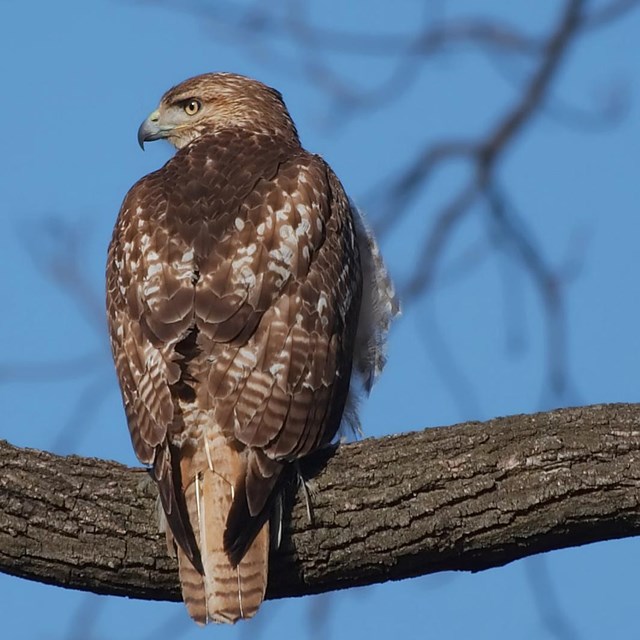 a red-tailed hawk sitting in a tree