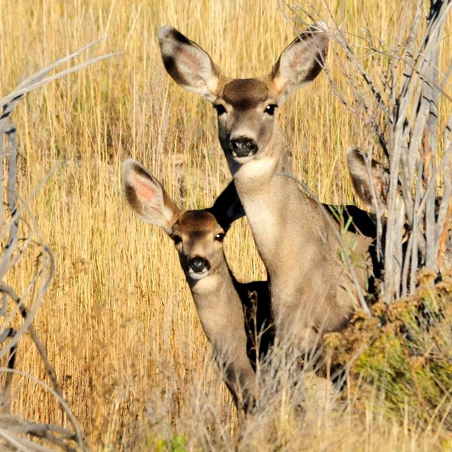 Two mule deer standing in yellow grass