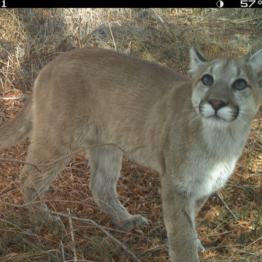 trail camera photo of a mountain lion standing in some brush