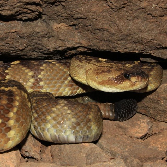 Snakes found at and around Tuzigoot