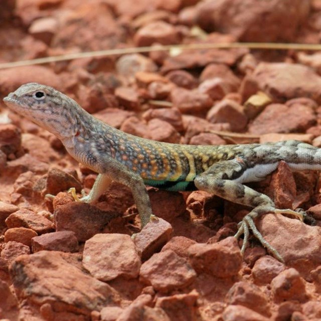 Lizard scurries up a rock