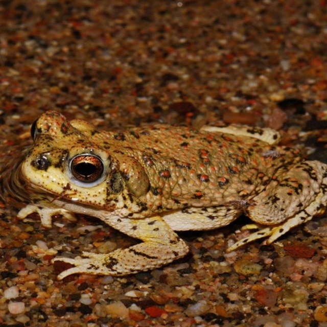 Toad swimming in a pond