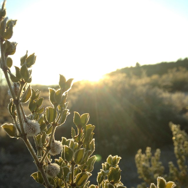 Sun rising behind creosote bushes covered in ice