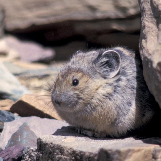 American pika resting on a rock
