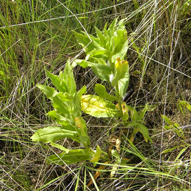 Spalding's Catchfly