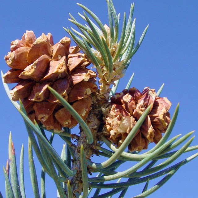 Close-up of pinon pine cones