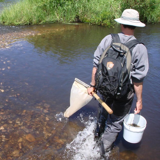 Biologist with a backpack and net wading into a shallow stream